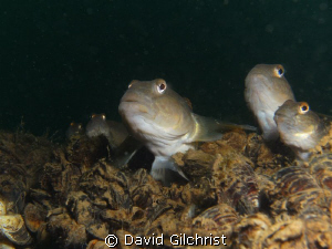 'Goby gang' or 'caught in the act' These round gobies,lik... by David Gilchrist 